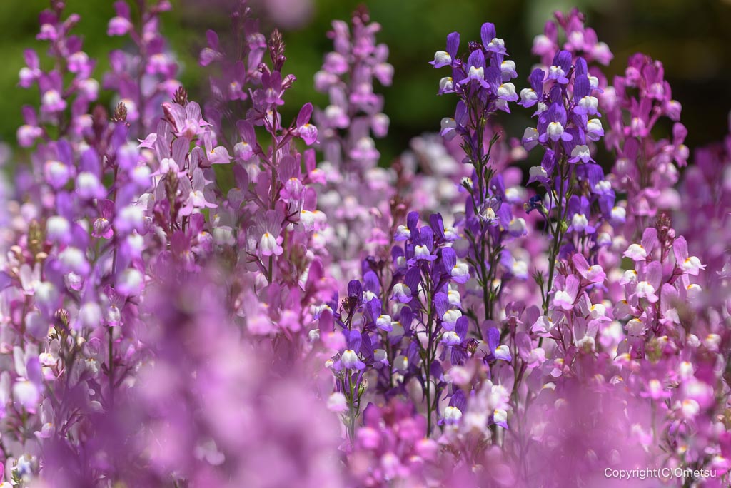 東京都・瑞穂町の、下野公園リナリアの花