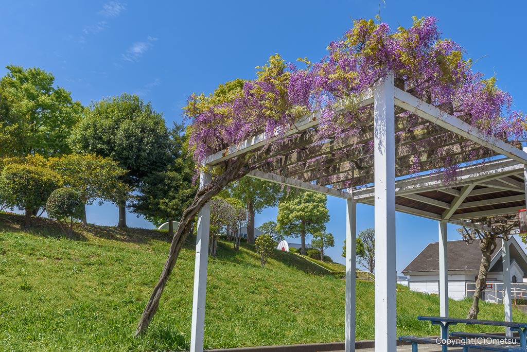東京都・瑞穂町の、松原中央公園の藤棚