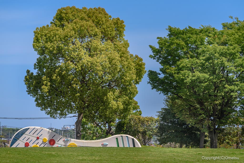 東京都・瑞穂町の、松原中央公園の木