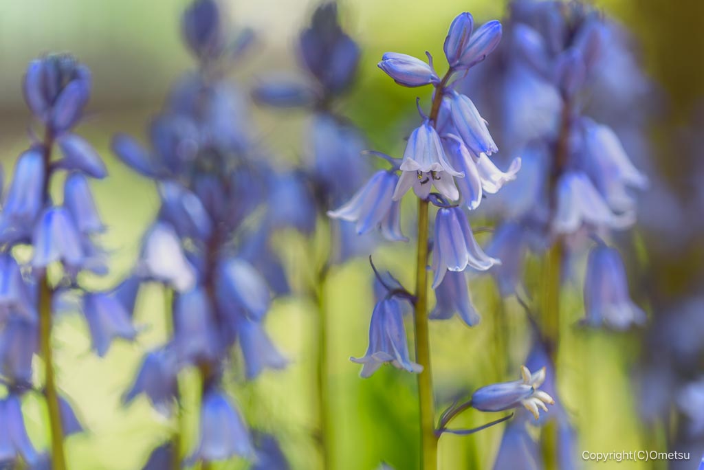 東京都・瑞穂町の、シラー・カンパニュラータ
