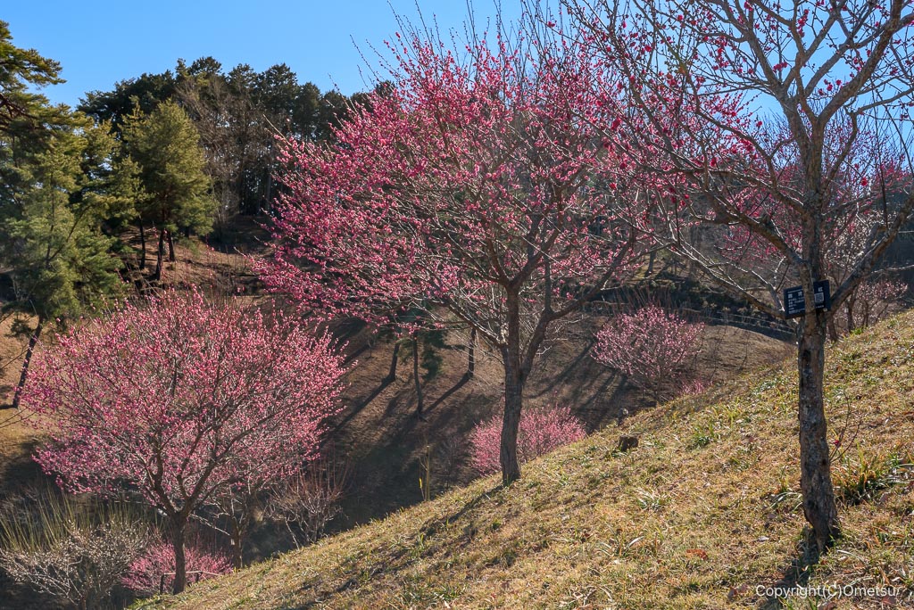 青梅・梅の公園