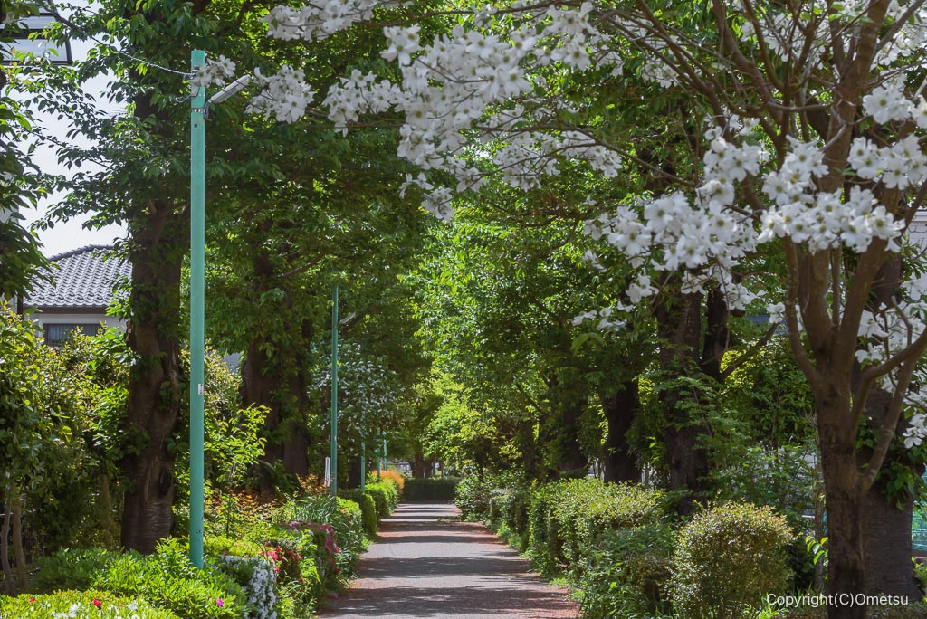 東京都・瑞穂町の、松原西公園近くの遊歩道