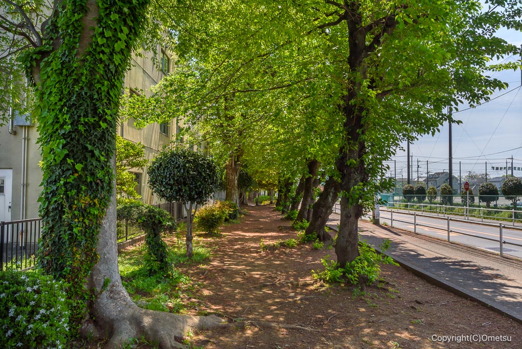 東京都・瑞穂町立第四小学校近くの緑道