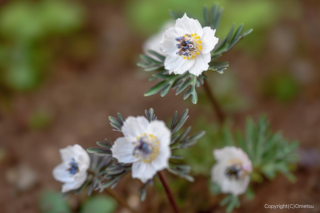 青梅市・紅梅苑のセツブンソウ