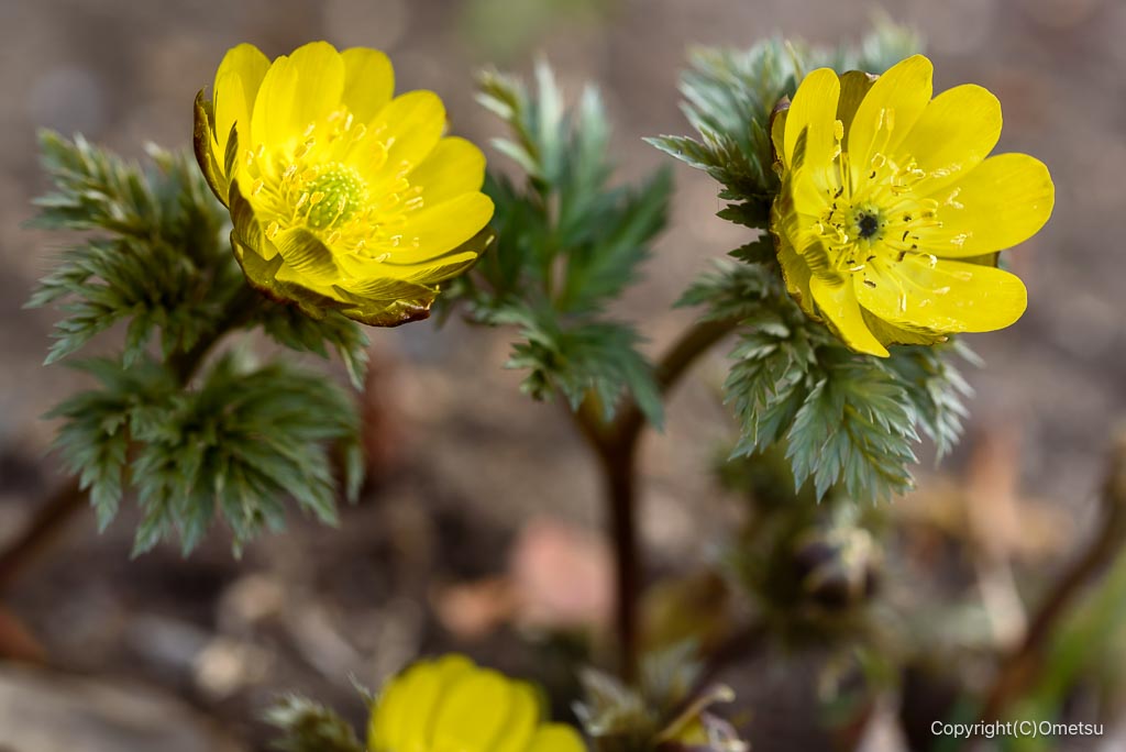 青梅市・紅梅苑のフクジュソウ