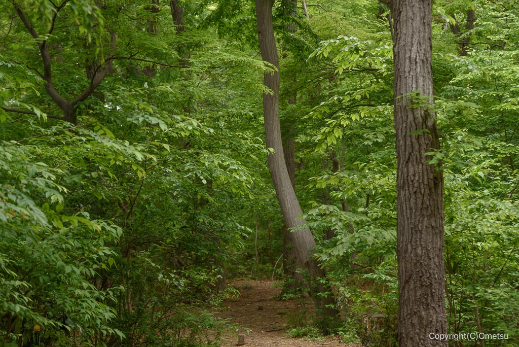 玉川上水緑地日光橋公園