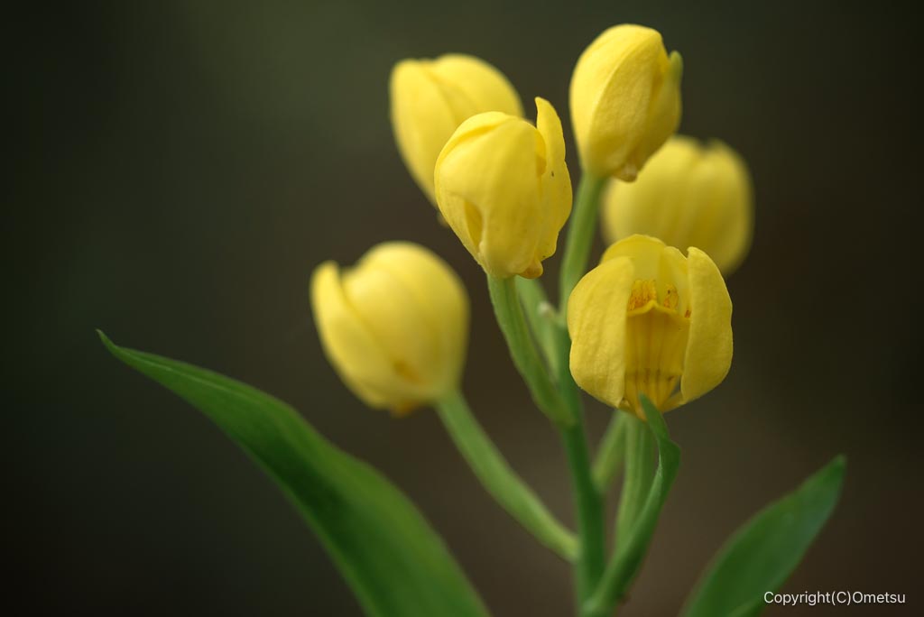 玉川上水緑地日光橋公園のキンラン