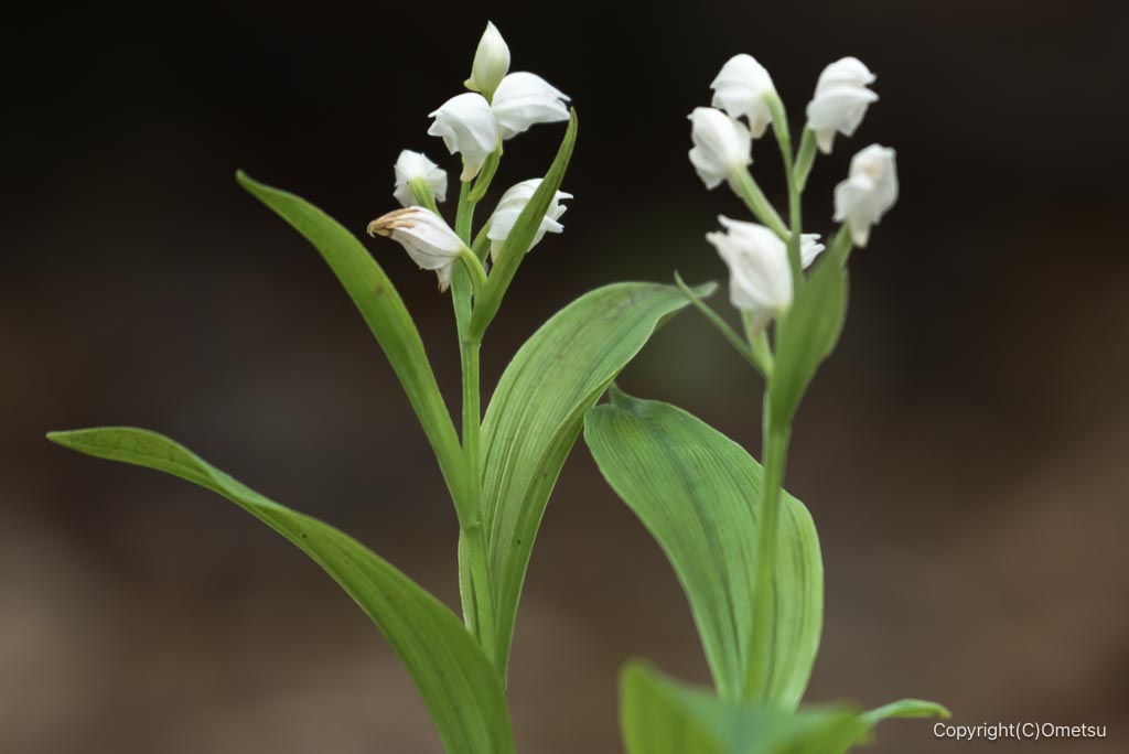 玉川上水緑地日光橋公園のギンラン