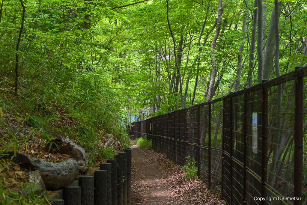 日光橋付近の玉川上水