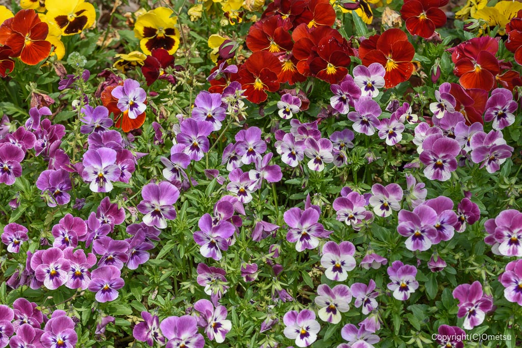 みずくらいど公園のパンジー