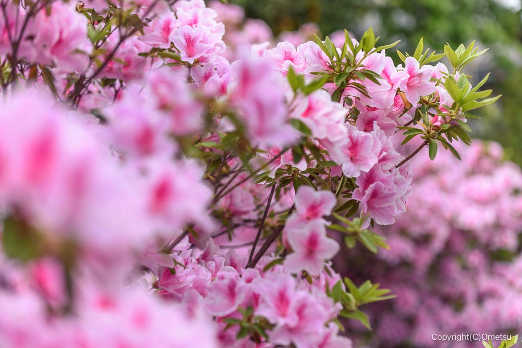 福生市・金堀公園のツツジ