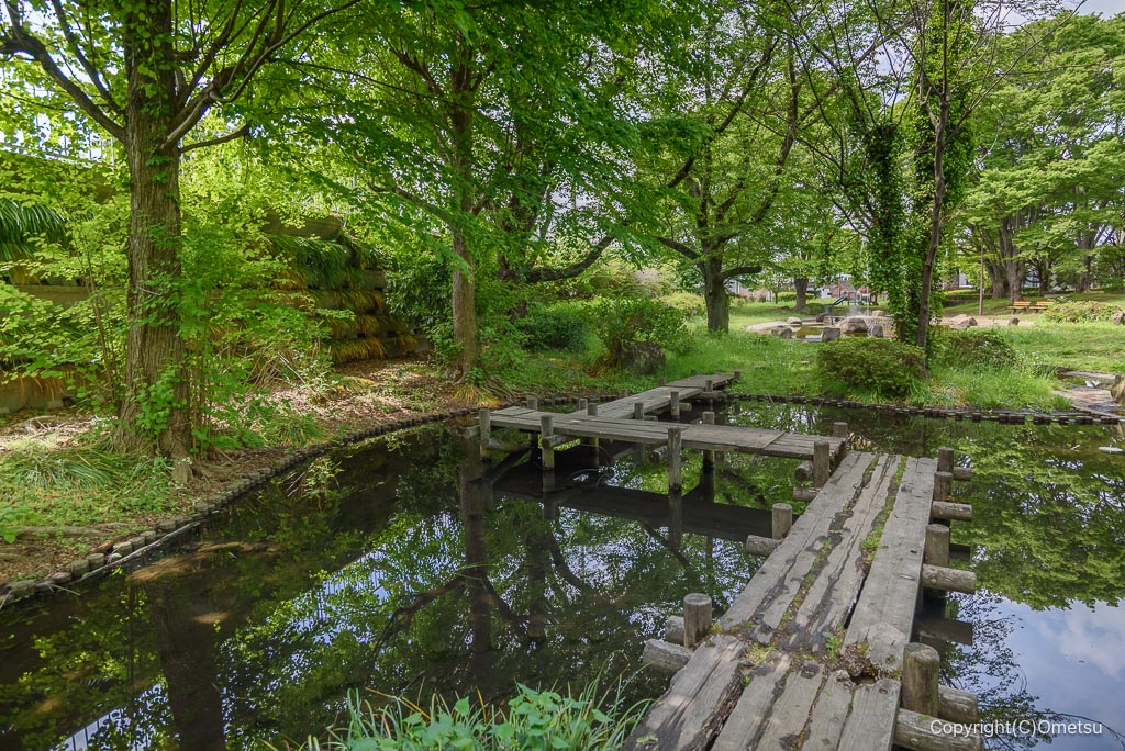中福生公園の池と木橋