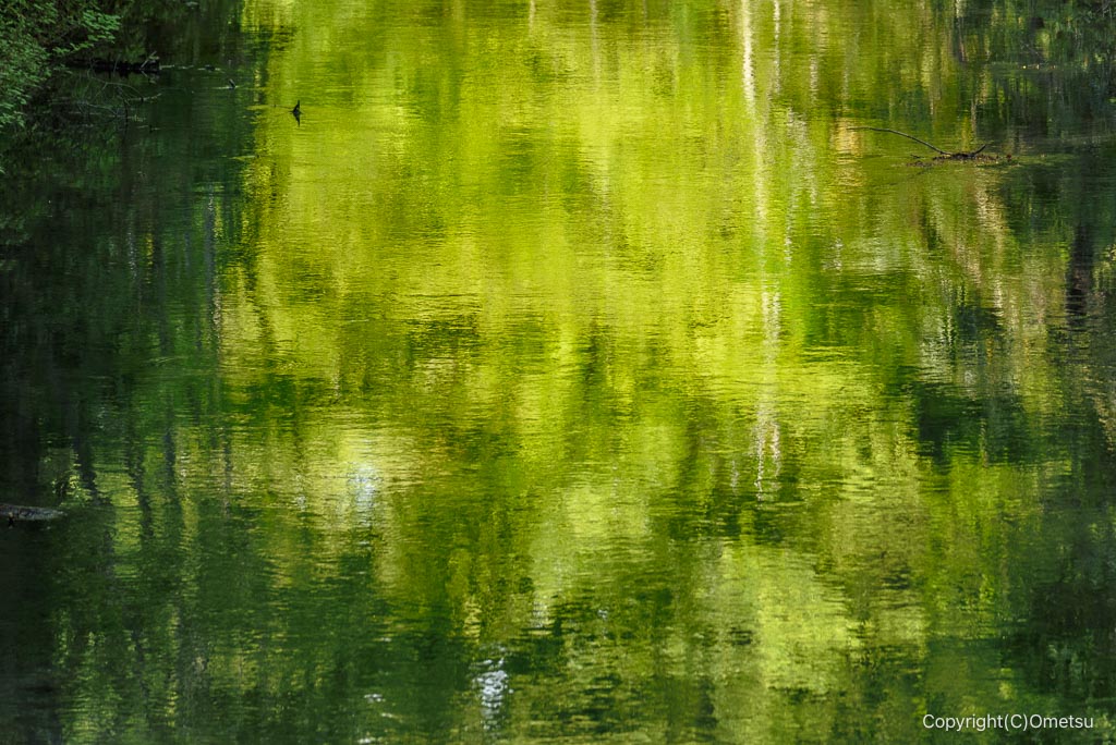 玉川上水の新緑映す水面