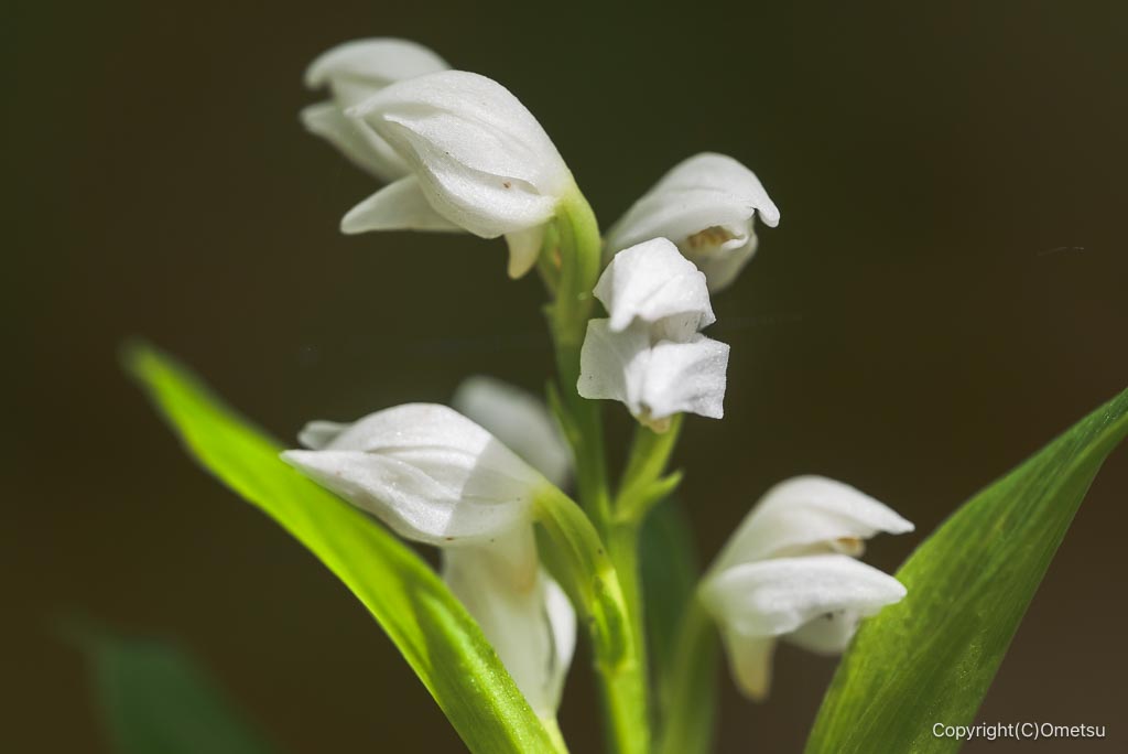 福生加美上水公園のギンラン