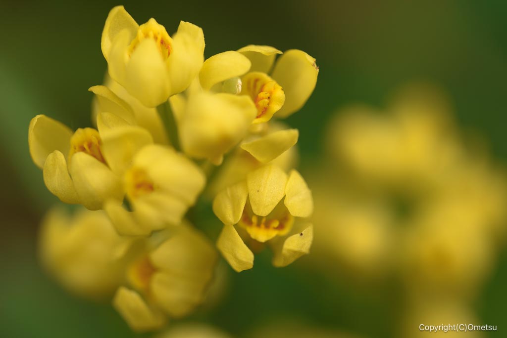 福生加美上水公園のキンラン