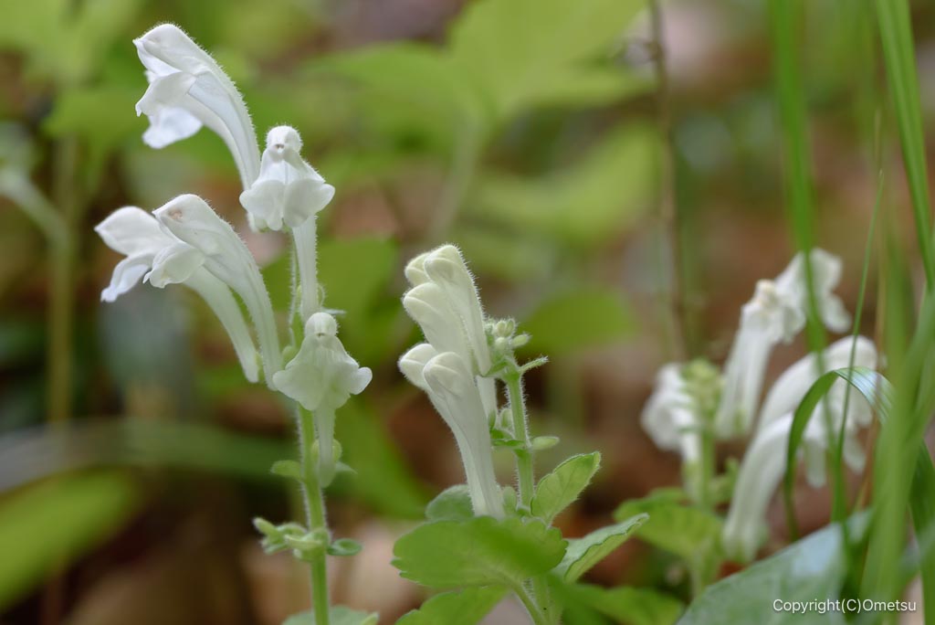 西多摩のタツナミソウ