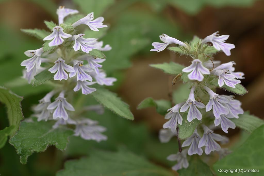 西多摩のオウギカズラ