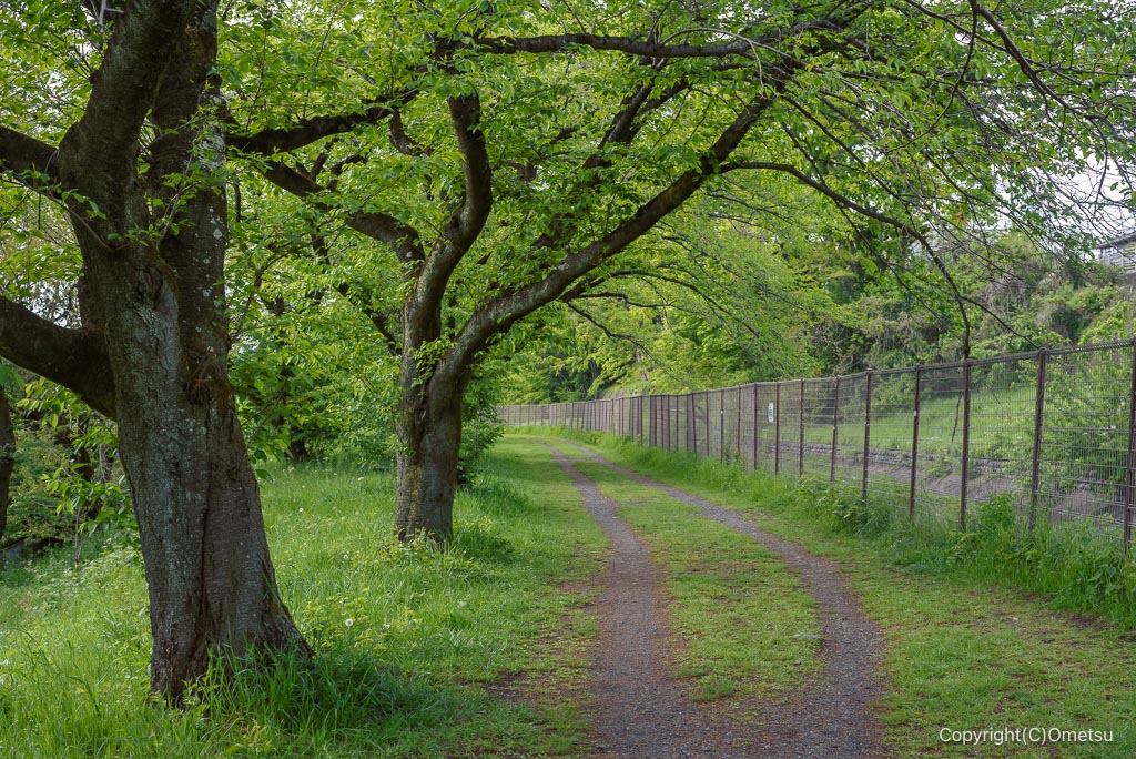 羽村の堰近くの緑道