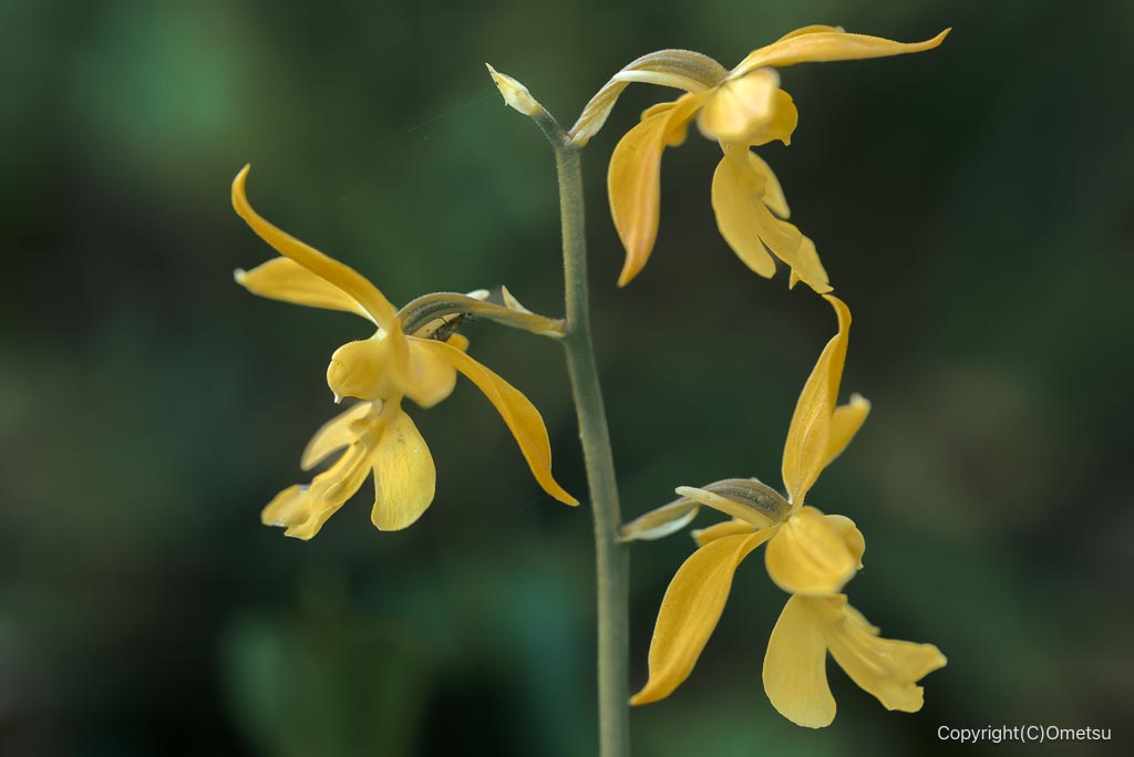 西多摩のエビネ