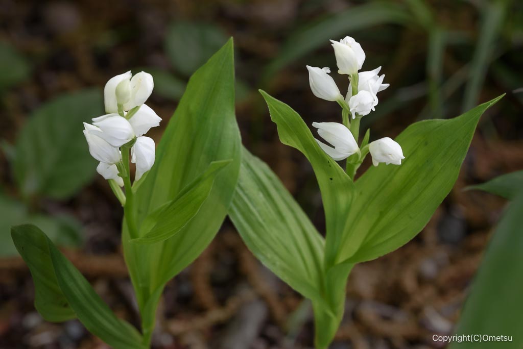 西多摩のギンラン