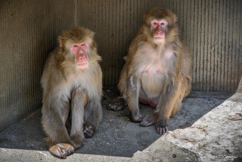 羽村市動物公園の、サル