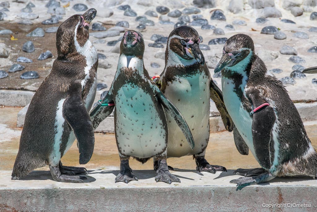 羽村市動物公園の、ペンギン