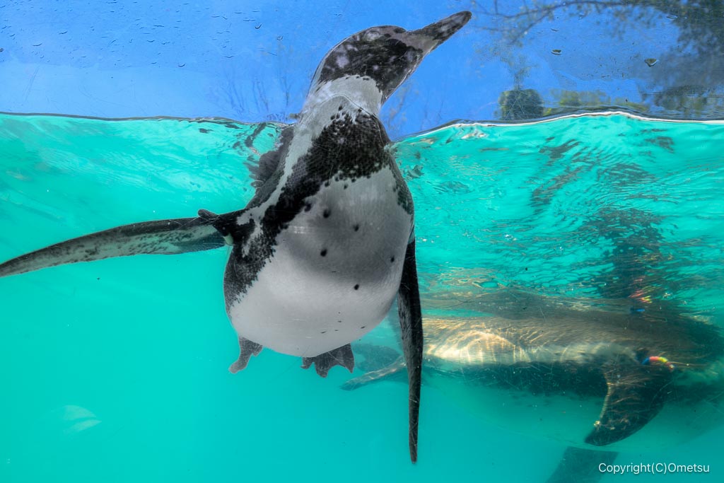 羽村市動物公園の、水中のペンギン