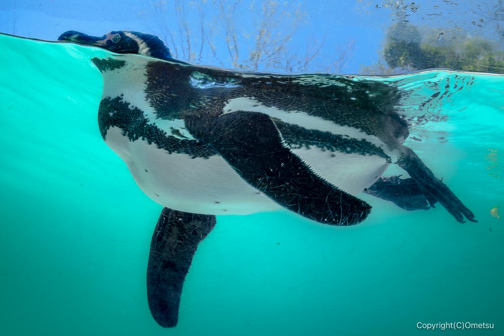 羽村市動物公園の、水中のペンギン