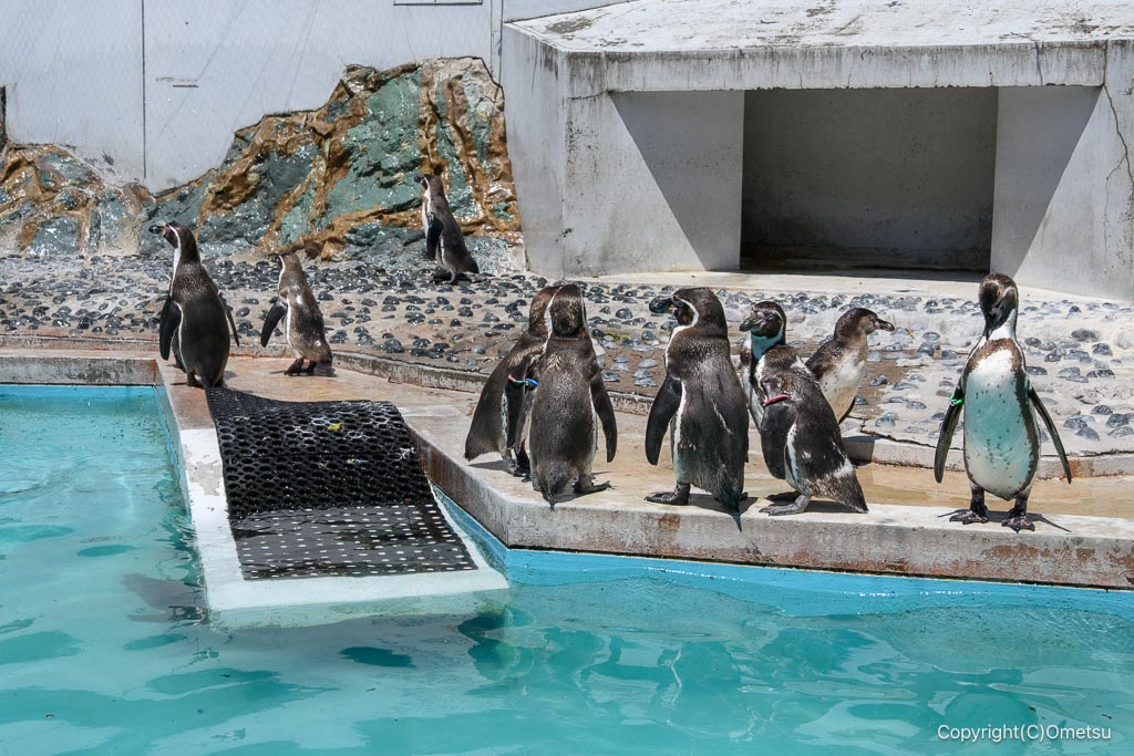 羽村市動物公園の、ペンギン園