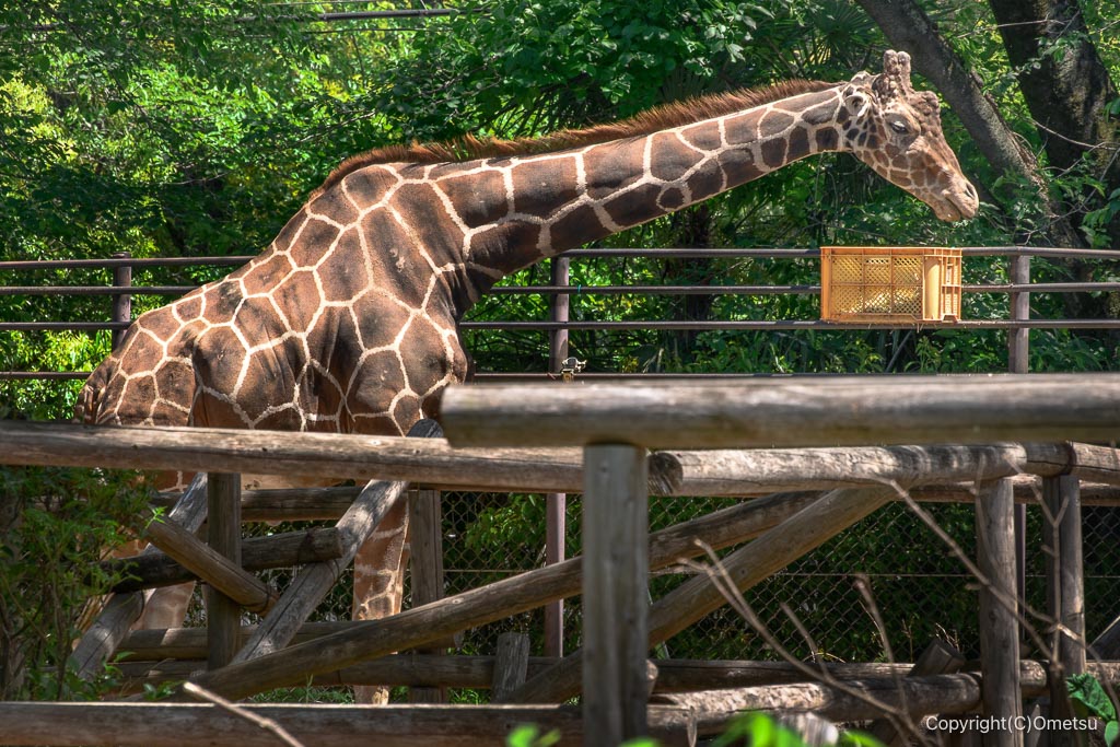 羽村市動物公園の、餌を食べるアミメキリン