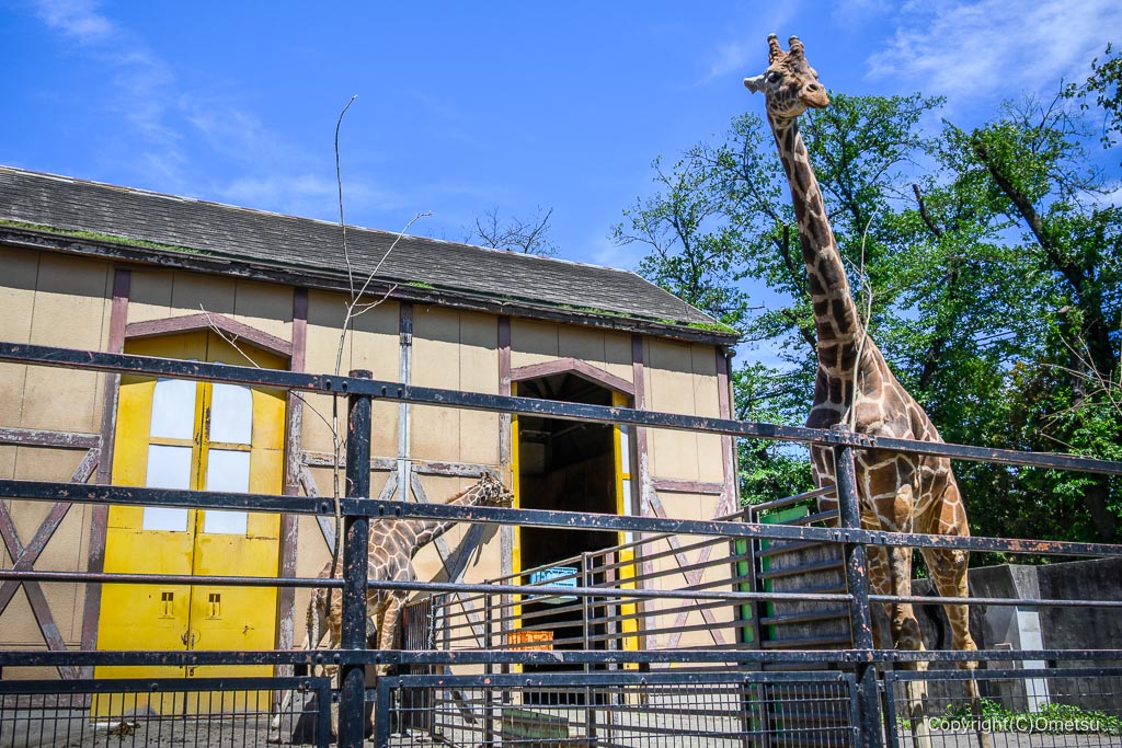 羽村市動物公園の、アミメキリン