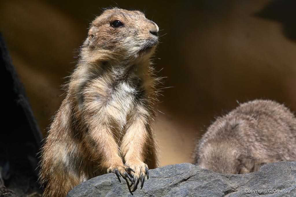 羽村市動物公園の、プレーリードッグ