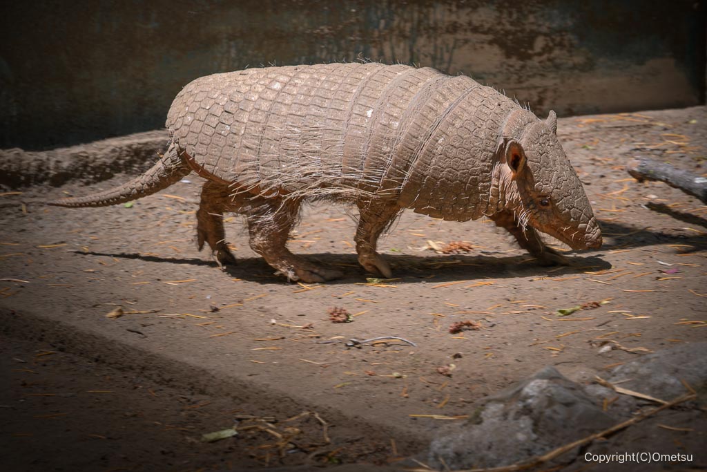 羽村市動物公園の、ムツオビアルマジロ