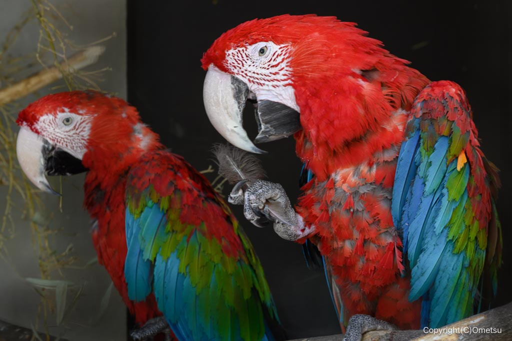 羽村市動物公園の、ベニコンゴウインコ