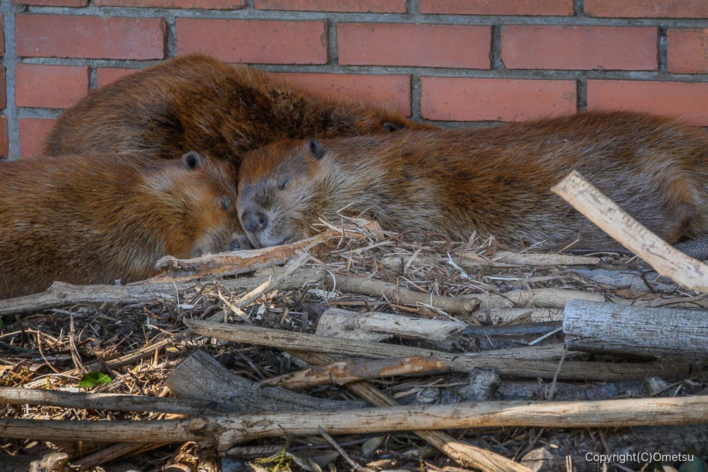 羽村市動物公園の、アメリカンリーバー