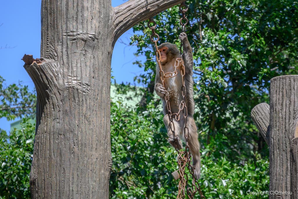 羽村市動物公園の、木登りするサル