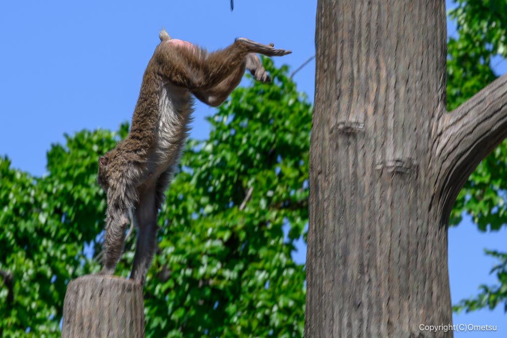 羽村市動物公園の、ジャンプするサル
