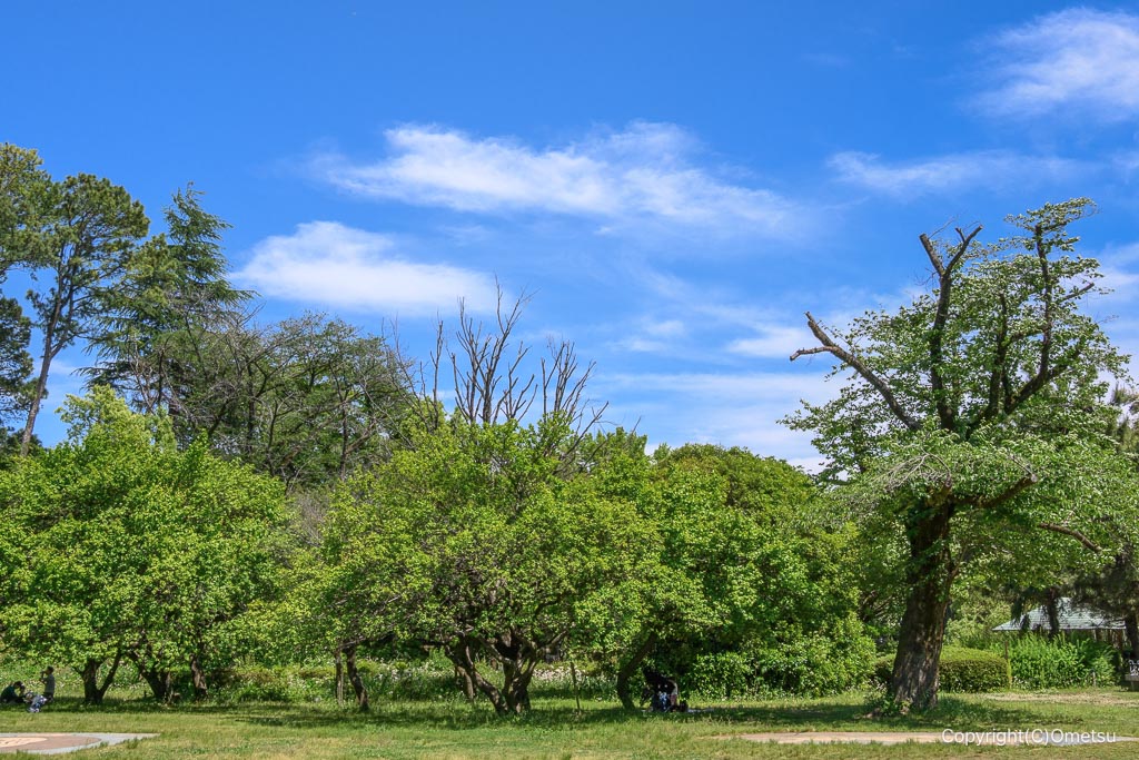 羽村市動物公園の芝生広場
