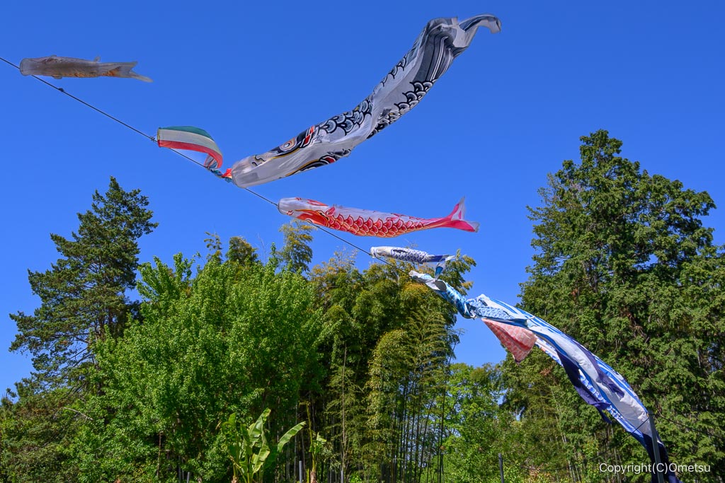 羽村市動物公園の、鯉のぼり