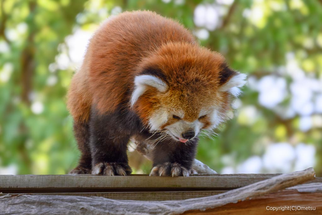 羽村市動物公園の、レッサーパンダ