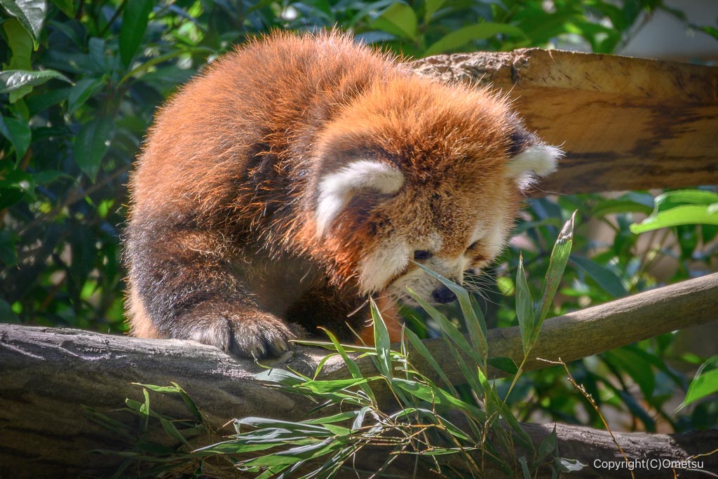 羽村市動物公園の、笹を食べるレッサーパンダ