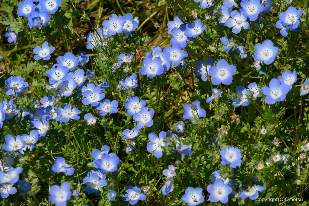 あきる野市・秋留台公園のネモフィラ