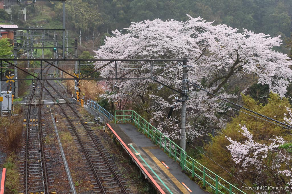 鳩ノ巣駅の桜