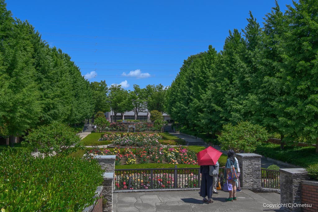 あきる野市・秋留台公園のバラ園