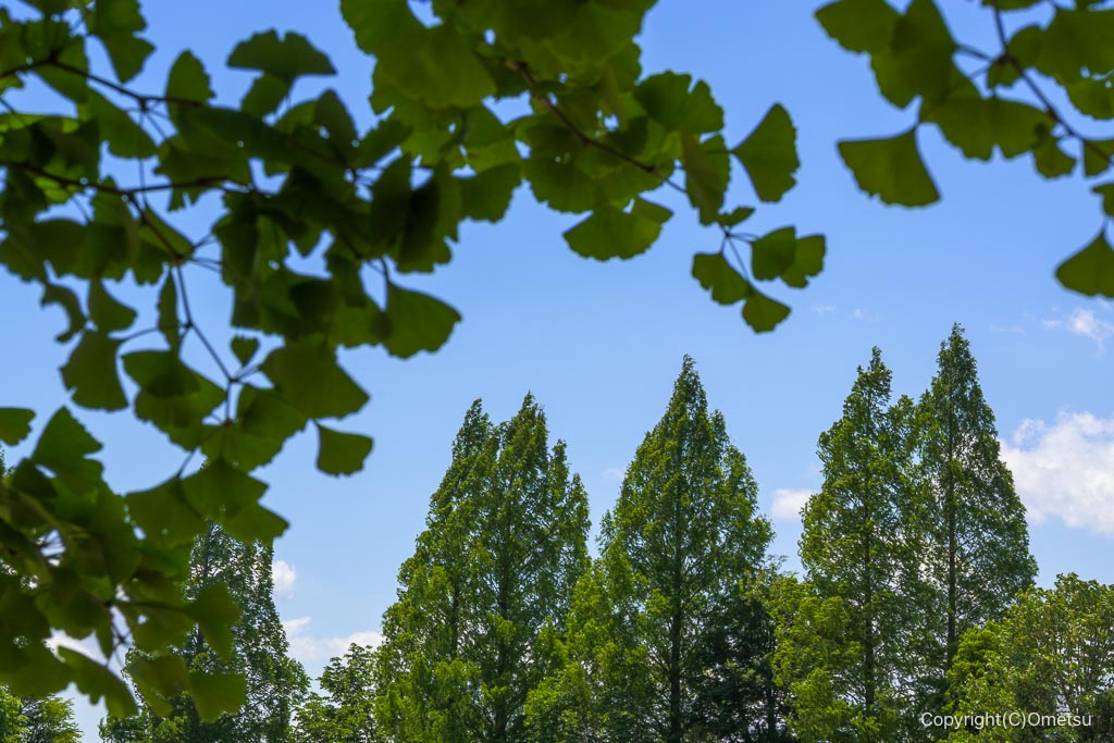 あきる野市・秋留台公園の銀杏と、メタセコイア