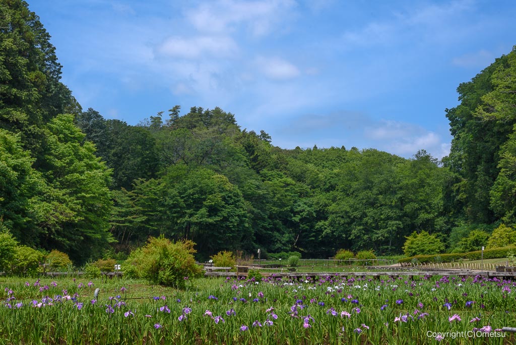 青梅・吹上しょうぶ公園