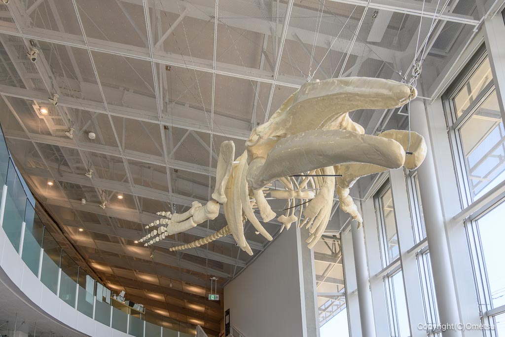 昭島市アキシマエンシスの、アキシマクジラの骨レプリカ
