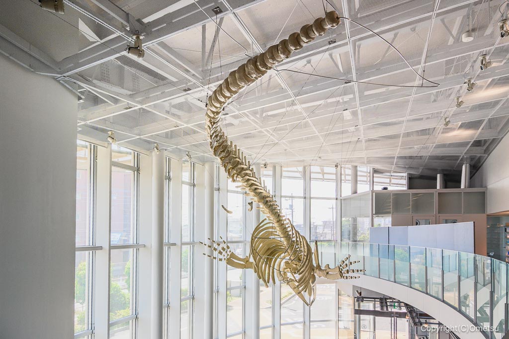 昭島市アキシマエンシスの、アキシマクジラの骨レプリカ