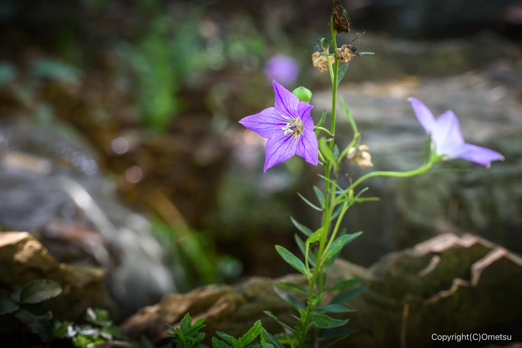 青梅市「marumu武蔵茶寮」の、庭の花