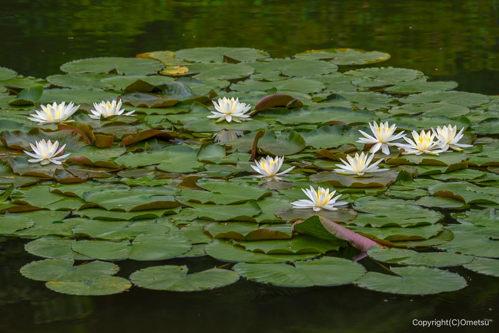 吹上しょうぶ公園の池の睡蓮